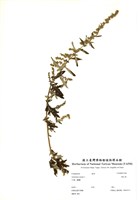 藏品(黃花蒿)的圖片